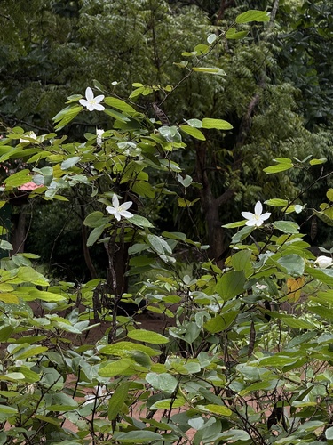 Bauhinia acuminata, photograph 2