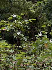 Bauhinia acuminata, photograph (c) Nadezhda Bortnikova, some rights reserved (CC BY)