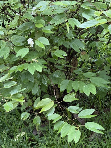 Bauhinia acuminata, photograph 3