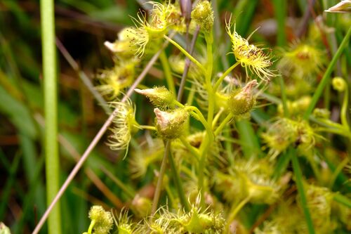 Grassland Sundew (Drosera hookeri)