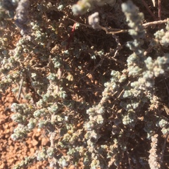 Bassia tomentosa