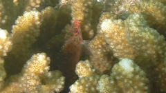 Cirrhitichthys oxycephalus