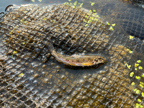 Springer's gudgeon (Biwia springeri) — Cyprinidae — 2