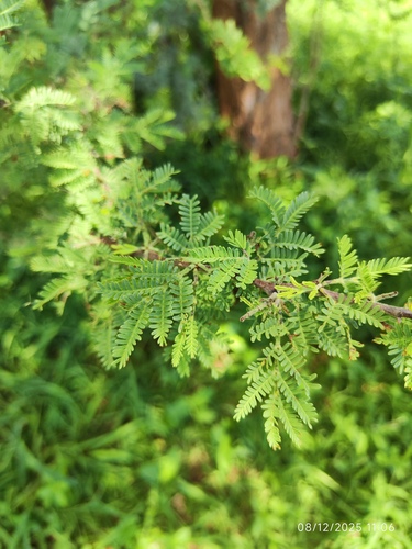 Bastard Umbrella Thorn (Vachellia luederitzii)