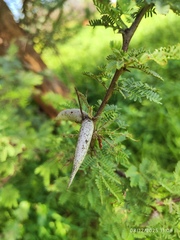 Vachellia luederitzii, photograph (c) Antoinette Eyssell Knox, some rights reserved (CC BY-SA)