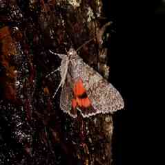 Catocala semirelicta