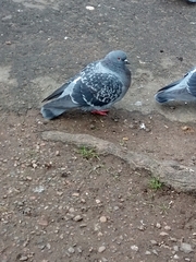 Columba livia domestica