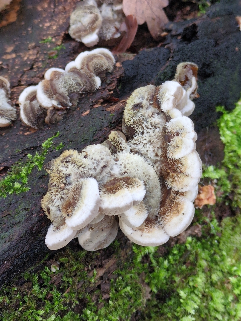 Auricularia mesenterica · December 2025 · photo: © vincent_b (iNaturalist, cc-by)