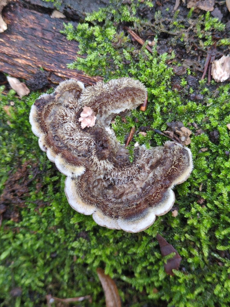 Auricularia mesenterica · December 2025 · photo: © vincent_b (iNaturalist, cc-by)