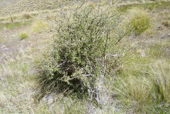 Olearia odorata