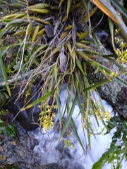 Prosthechea grammatoglossa