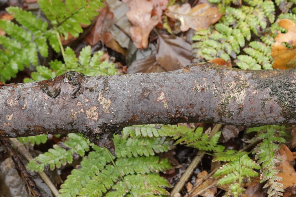 Peniophora cinerea · December 2025 · photo: © bjoerns (iNaturalist, cc-by)