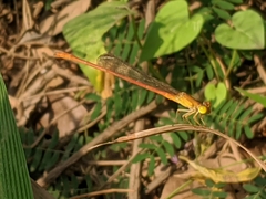 Ceriagrion glabrum