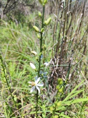 Chlorophytum bowkeri, photograph (c) Antoinette Eyssell Knox, some rights reserved (CC BY-SA)