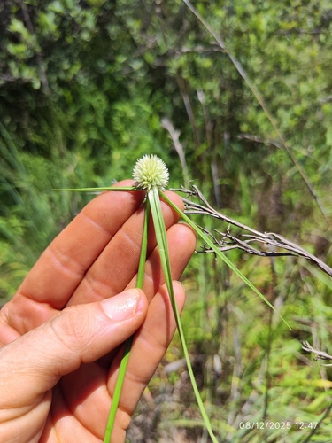 White Flat-Sedge (Cyperus cristatus)