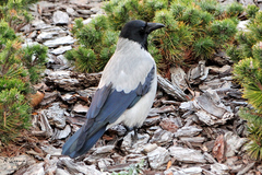 Corvus cornix