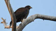 Parabuteo unicinctus