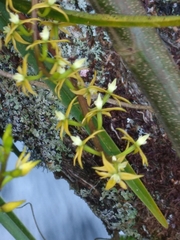 Prosthechea grammatoglossa