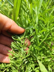 Lycium cinereum, photograph (c) Antoinette Eyssell Knox, some rights reserved (CC BY-SA)