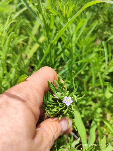 Lycium cinereum, photograph 6