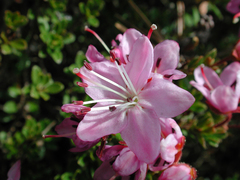 Rhodothamnus chamaecistus