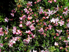 Rhodothamnus chamaecistus