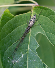 Tetragnatha versicolor