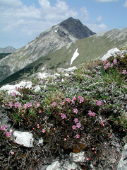 Rhodothamnus chamaecistus
