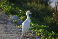Bubulcus ibis image
