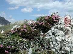 Rhodothamnus chamaecistus