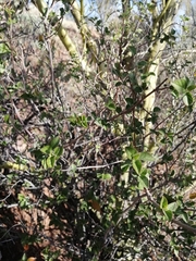 Croton sonorae