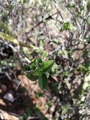 Croton sonorae