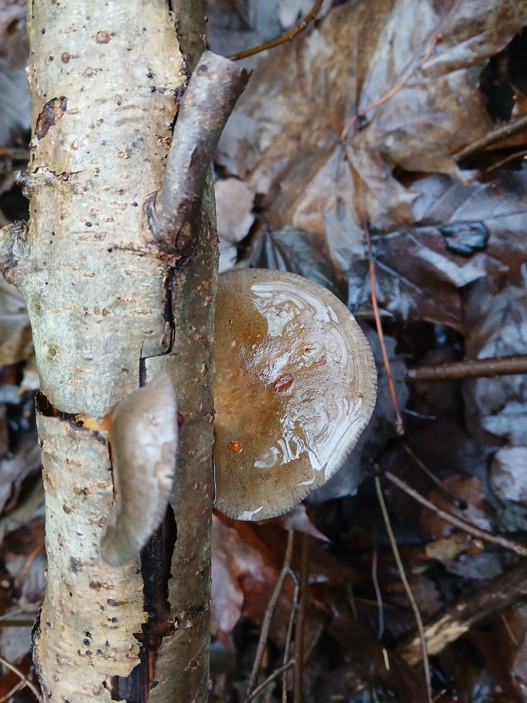 Sarcomyxa serotina · December 2025 · photo: © solokultas (iNaturalist, cc-by)