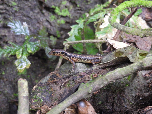 Sphenomorphus scotophilus observed 2025-11-11