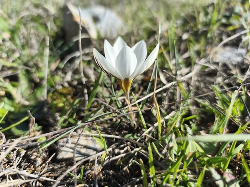 Crocus melantherus, photograph 2