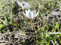 Crocus melantherus, photograph (c) Pantazi Katerina, some rights reserved (CC BY)