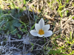Crocus melantherus, photograph (c) Pantazi Katerina, some rights reserved (CC BY)
