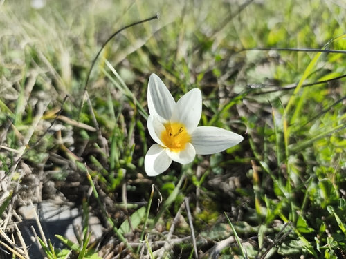 Crocus melantherus, photograph 4