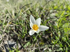 Crocus melantherus, photograph (c) Pantazi Katerina, some rights reserved (CC BY)