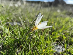 Crocus melantherus, photograph (c) Pantazi Katerina, some rights reserved (CC BY)