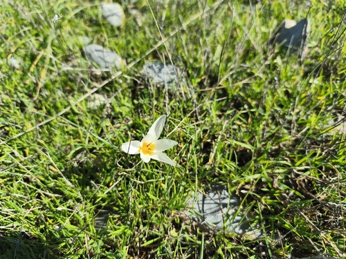 Crocus melantherus, photograph 6