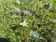 Crocus melantherus, photograph (c) Pantazi Katerina, some rights reserved (CC BY)