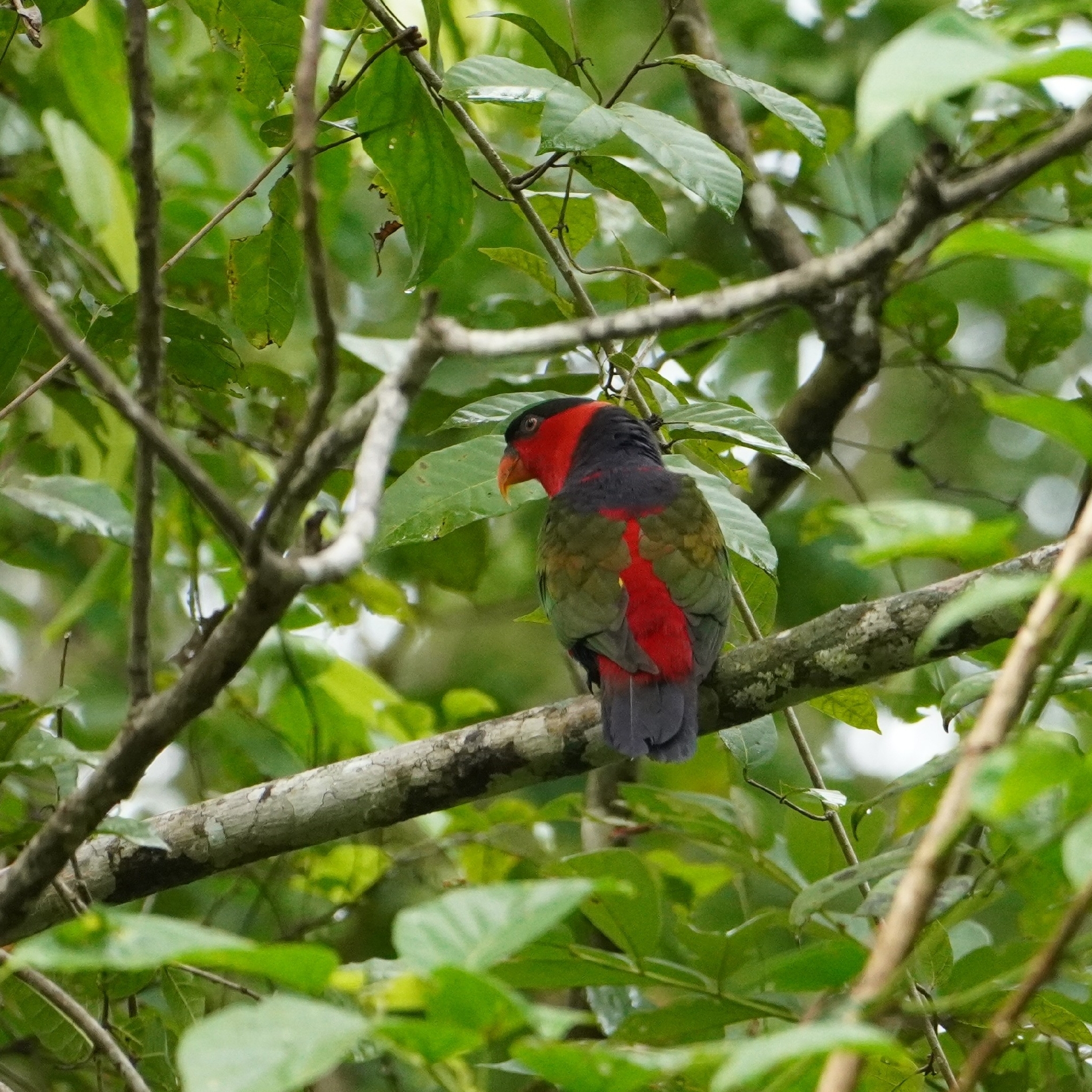 Black-capped Lory illustration