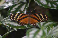 Eresia ithomioides alsina