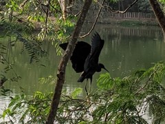 Egretta ardesiaca