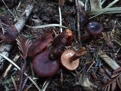 Lactarius atrobadius
