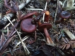 Lactarius atrobadius