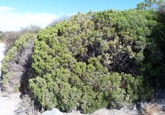 Veronica cupressoides
