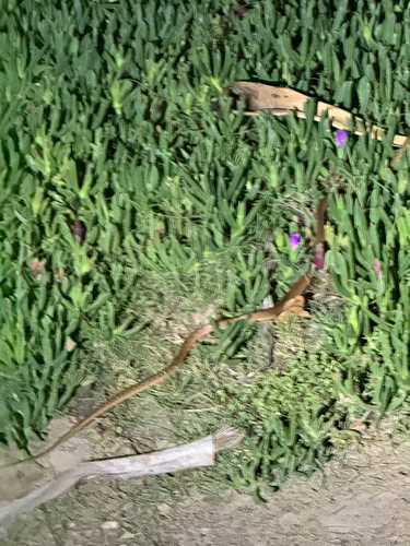 Brown Tree Snake sighting