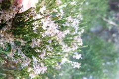 Veronica cupressoides